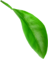 leaf 1