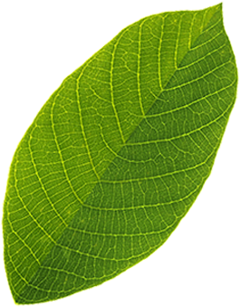 leaf